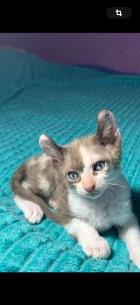 Сфинкс эльф