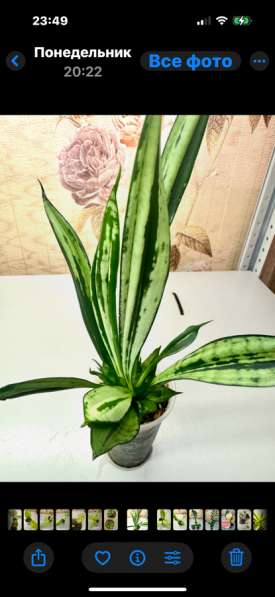 Сансевиериии в Новокузнецке фото 3