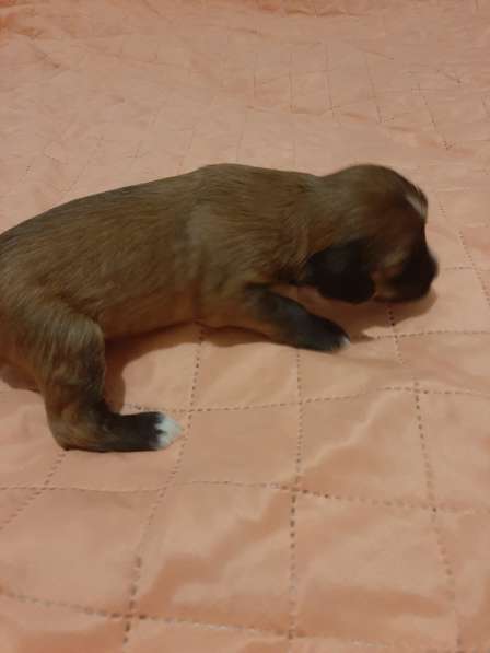 Продам щенков в фото 9