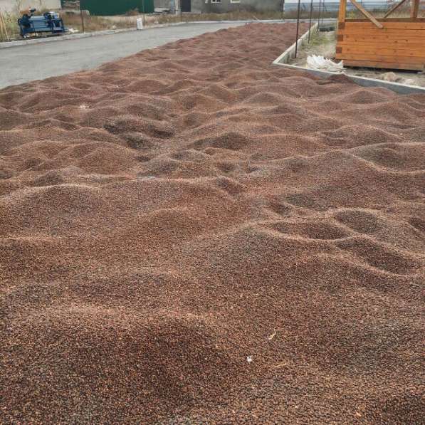 Продам кедровый орех 100 тон по ц 180 р кг в Москве