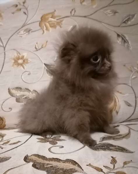Pomeranian в 