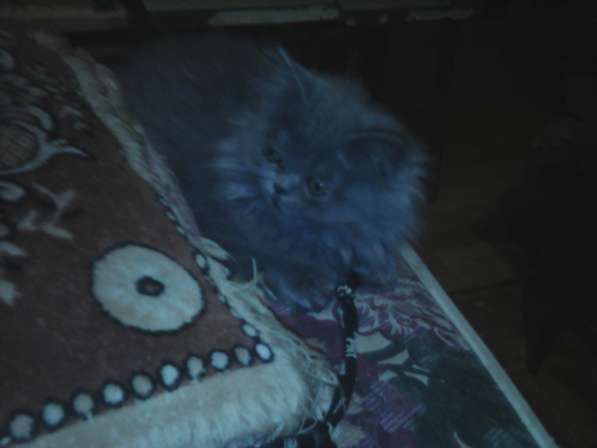 Персидские котятки в Москве фото 10