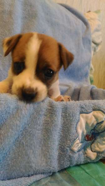 Щенки Джек Рассел терьер в Санкт-Петербурге фото 7