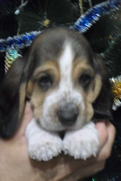 Щенки Бассет-хаунд в Армавире фото 44