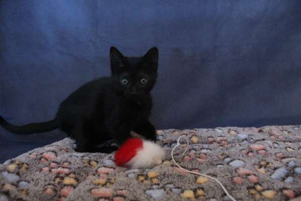 Маленький хорошенький черный котенок в Санкт-Петербурге фото 5