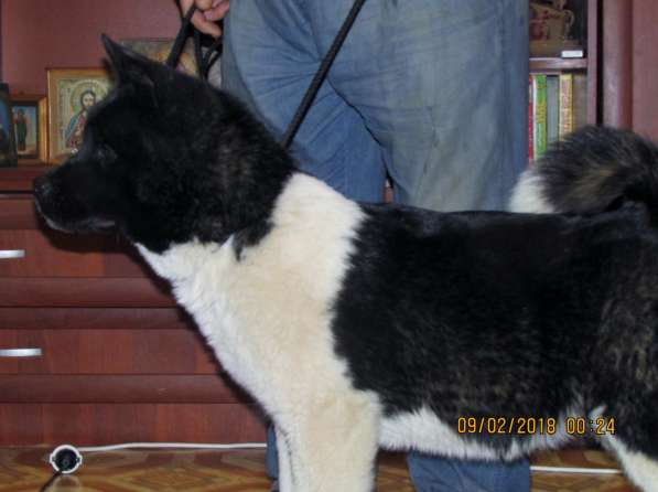 Акитосик в Уфе фото 5