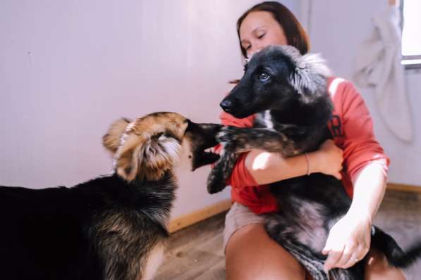 Редкой красоты собака ищет дом в Санкт-Петербурге