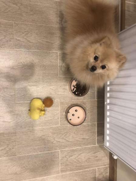 Продам Шпица