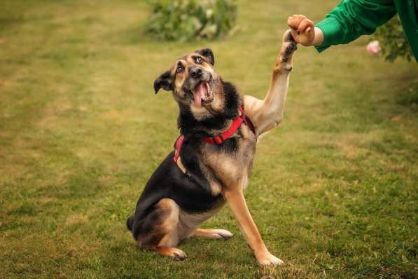 Ласка - дружелюбная, совершенно неконфликтная мудрая собака в Москве фото 13