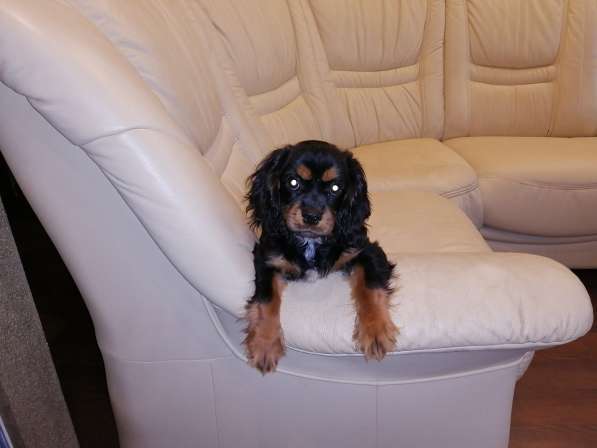 Щенки КАВАЛЕР КИНГ ЧАРЛЬЗ СПАНИЕЛЬ в фото 3