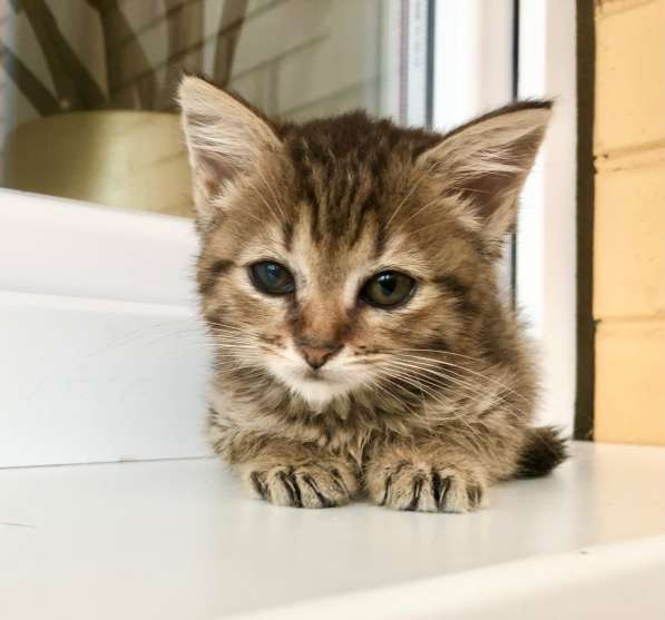 Полосатое очарование котенок Тина в добрые руки в Москве фото 8