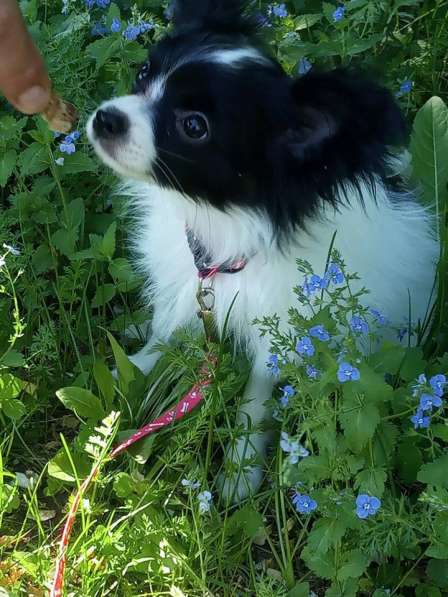 Продается щенок папийона в Краснотурьинске фото 27