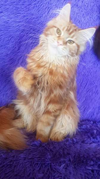 Красотка кремового солидного окраса из питомника Arktur в Тюмени фото 21