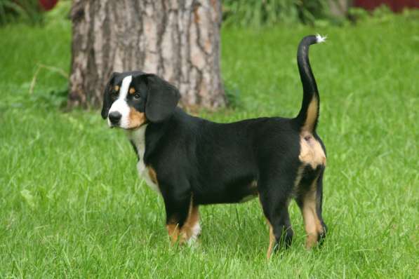 ЭНТЛЕБУХЕР ЗЕННЕНХУНД ЩЕНОК в Москве фото 11