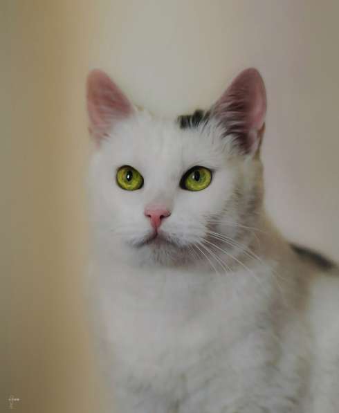 Чудо кошка в добрые руки