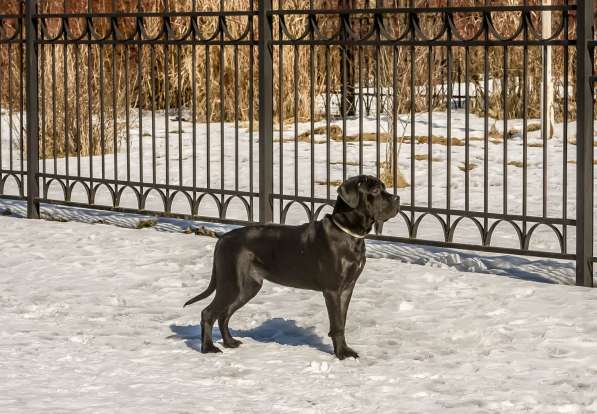 Щенки Кане корсо в Санкт-Петербурге фото 11