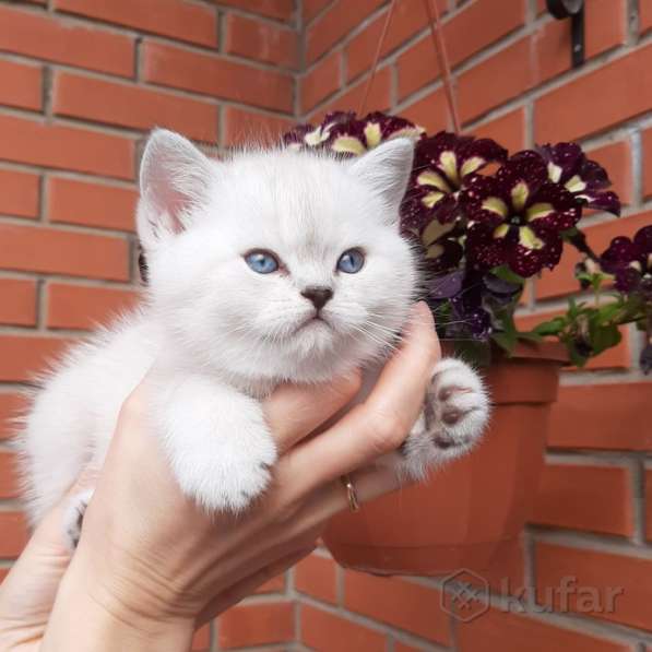 Шотландский прямоухий парень, голубоглазый