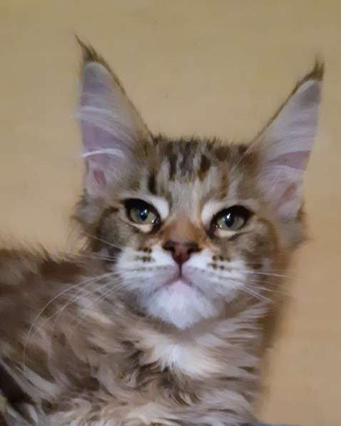 Рыжики из питомника в Екатеринбурге фото 55