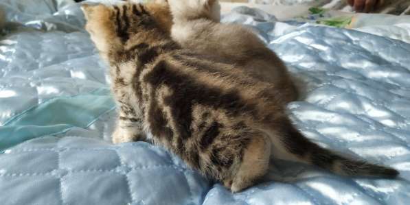 Котики британские короткошерстные родословная в Самаре фото 5