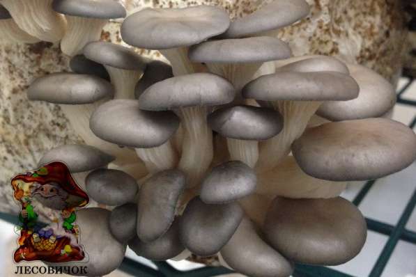 Вешенка свежая грибы купить в Москве. Вешенки оптом и в розн в Москве фото 6