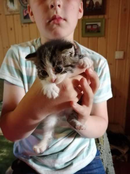 Котята в добрые руки в Москве фото 4