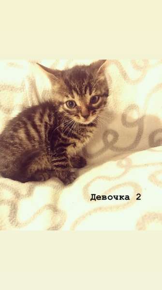 Бенгальские котята в Санкт-Петербурге фото 7