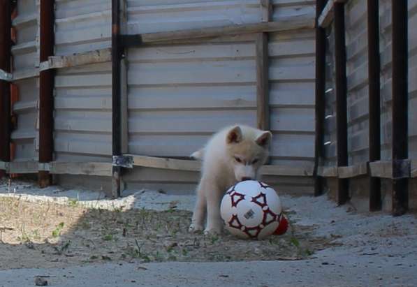 Продажа щенков Хаски в Новосибирске фото 27