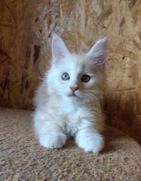 Котики мейн-кун из питомника в Владимире фото 35