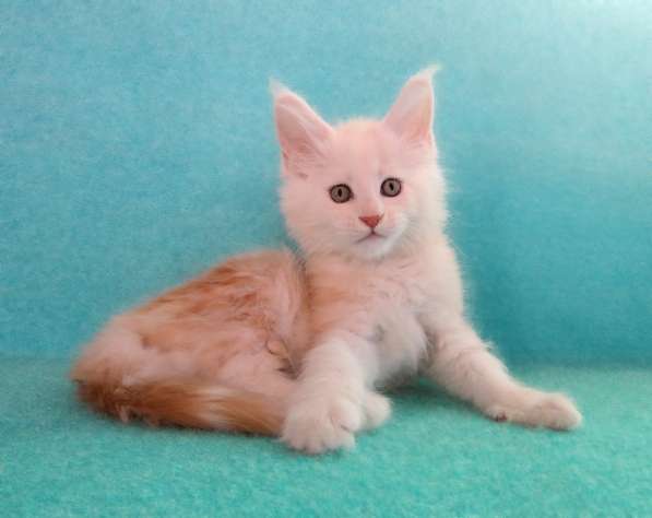 Котик мейн-кун из питомника в Екатеринбурге фото 15