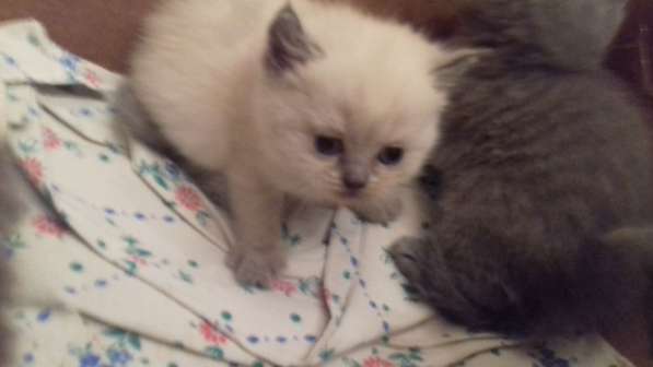 Британские комочки в Калининграде фото 7