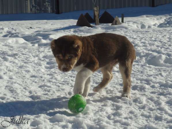 Продаются щенки САО(алабаи),от отарников Таджикистана в Владимире фото 13