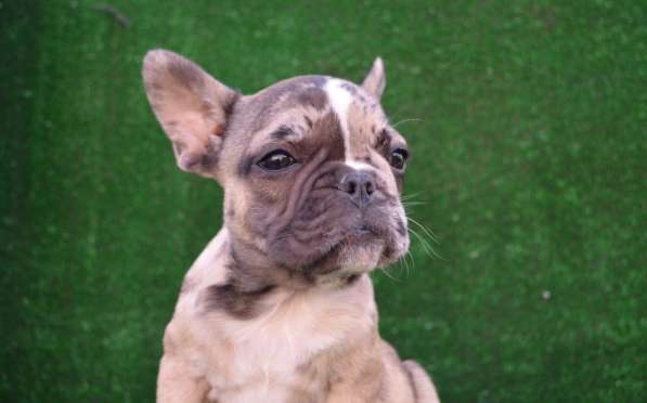 Французский бульдог. Girls. Fawn merle в фото 3