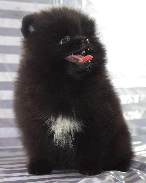 Шпиц в Санкт-Петербурге фото 22