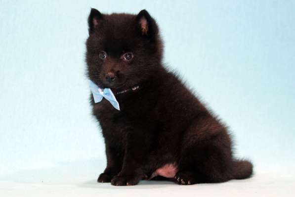 Шипперке щенки из питомника в Москве фото 8