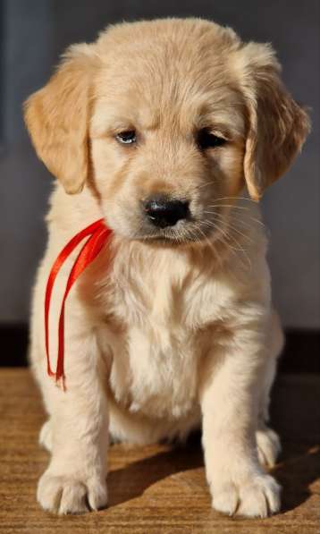 Golden retriever в фото 3