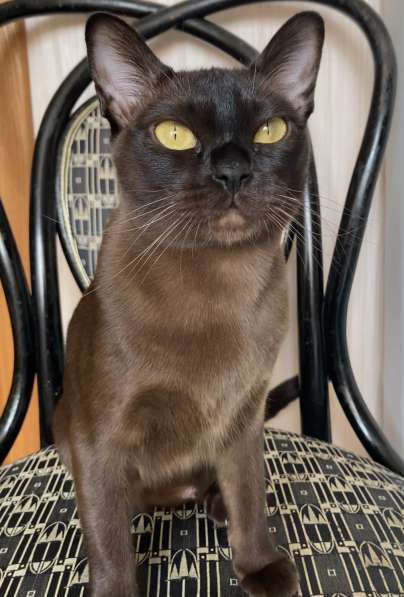 Бурманская девочка в Санкт-Петербурге фото 13