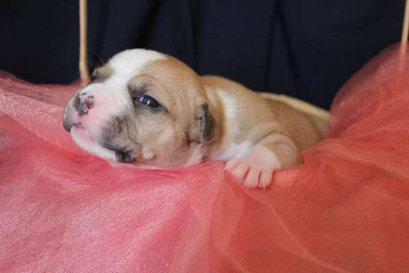 Щенки АСТ (документы РКФ) в Краснодаре фото 22