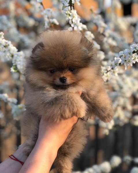 Щенки померанского шпица от Ирлайн-дог в фото 18