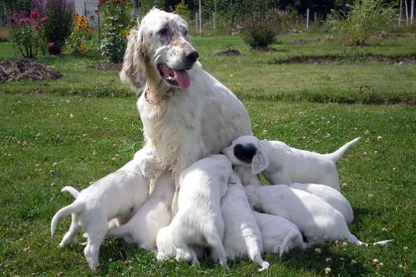 Английский сеттер щенки из элитного питомника в Москве фото 35