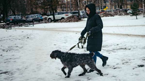 Красотка собака породы Дратхаар в Санкт-Петербурге фото 5