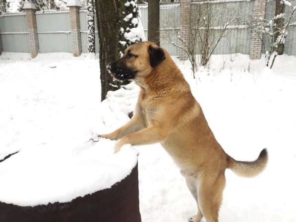 Чуткая, деликатная, вежливая собака в Санкт-Петербурге фото 11