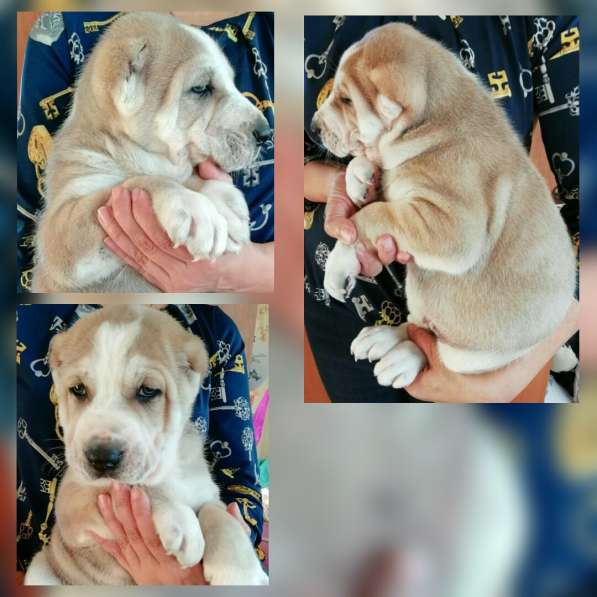 Продам щенков САО в Санкт-Петербурге фото 4