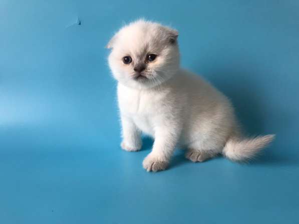 Мальчики колор поинт scottish fold в фото 8