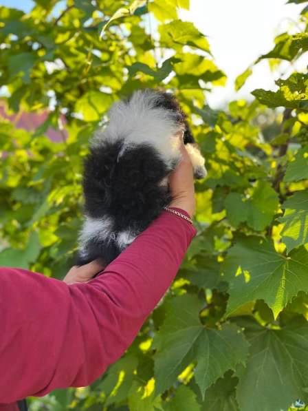 Щеночки арлекина в фото 5