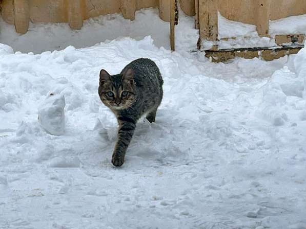 Очень красивые котята срочно ищут дом в Москве фото 9