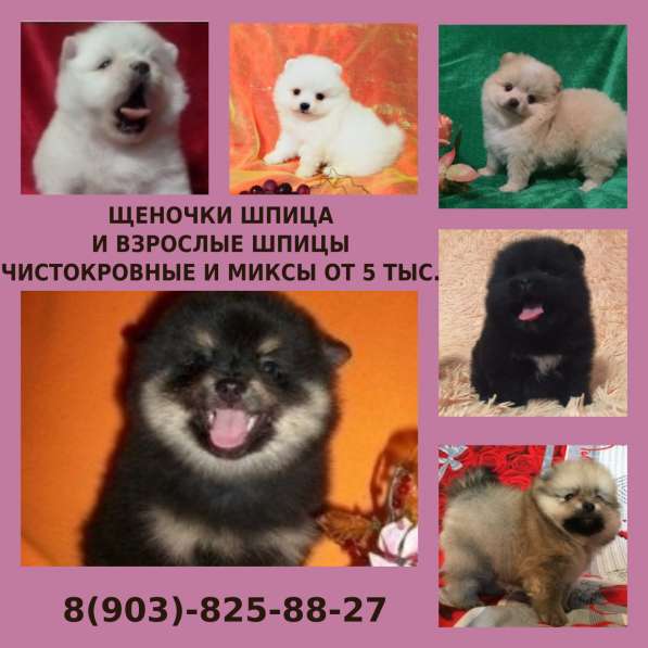 Яркие шпицы