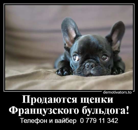 Очаровательные щеночки французского бульдога в фото 29