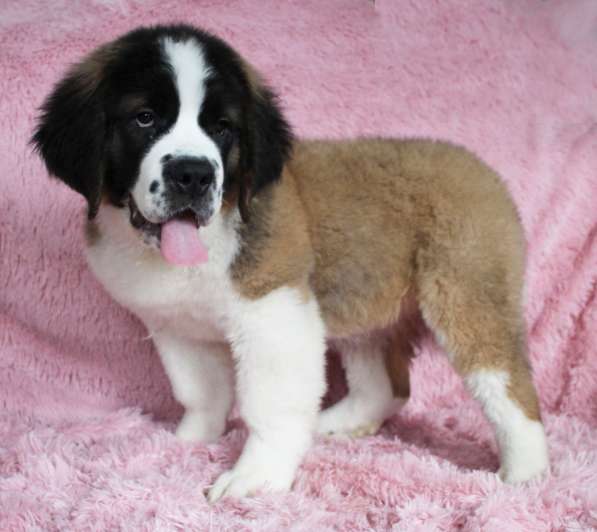 Юный щенок в Белово фото 8