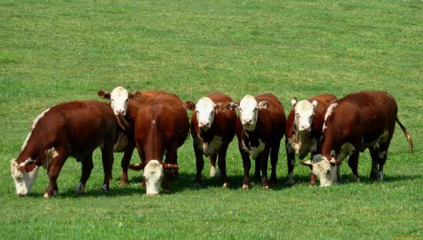 Коровы бычки телята Оренбурге