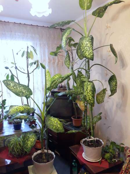 Диффенбахия, комнатное растение в Москве